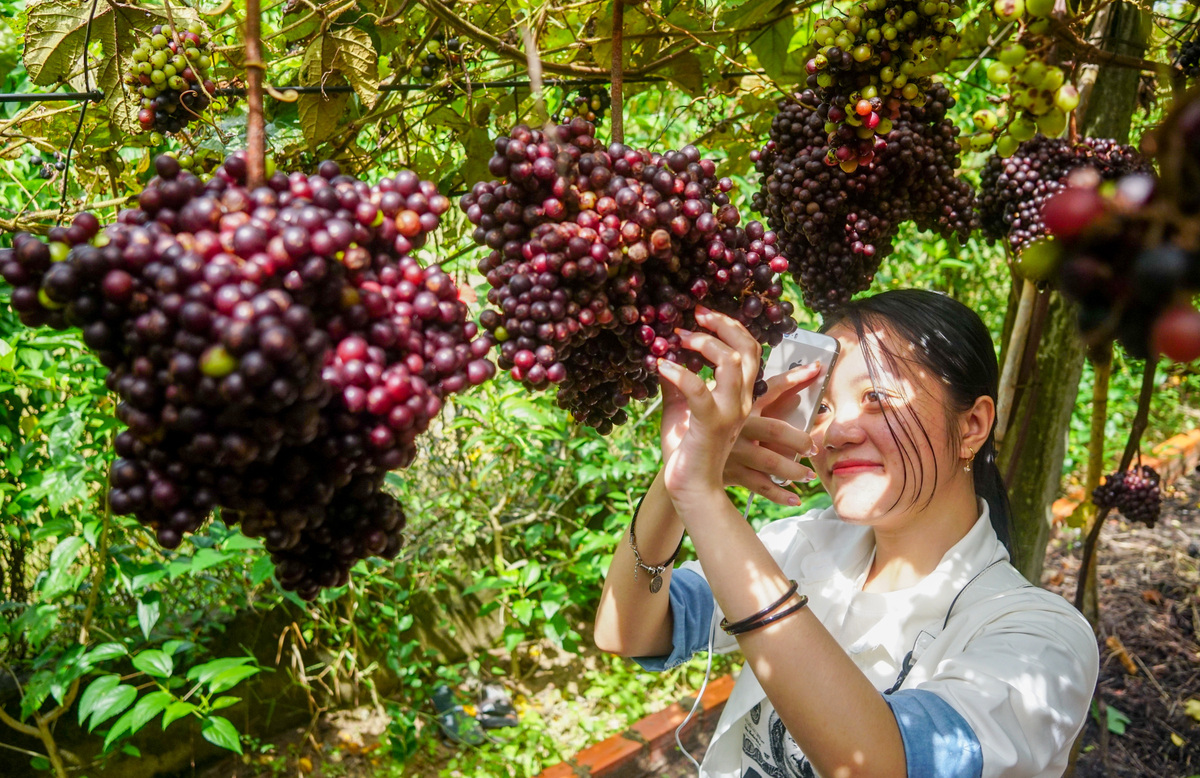 Vườn nho Tây Ninh thu hút nhiều du khách tới chiêm ngưỡng.