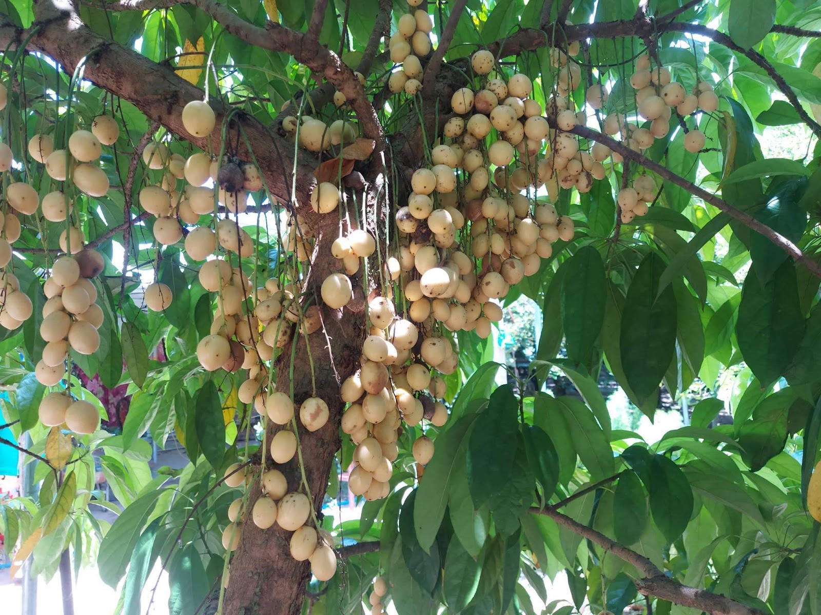 Đến vườn trái cây vào lúc các loại trái cây chín rộ là thời điểm lý tưởng nhất.