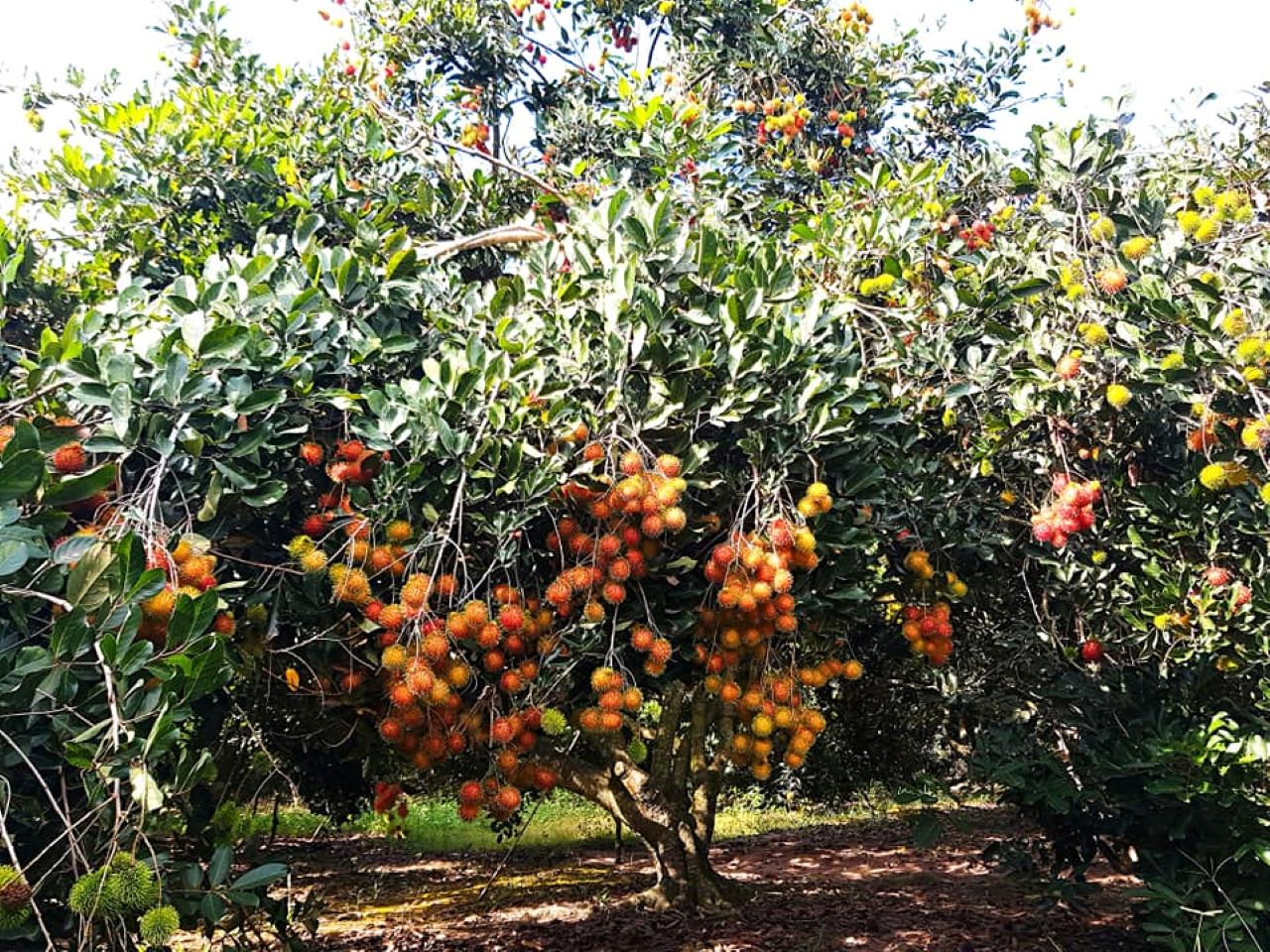 Du lịch tại vườn trái cây là trải nghiệm thú vị mà du khách nên thử. 