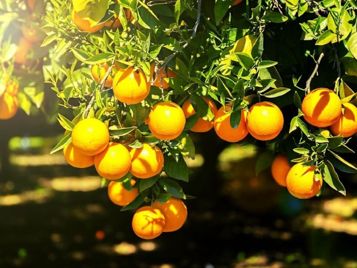 Thời điểm vườn trái cây Gò Chùa nở rộ từ tháng 5 đến tháng 8.