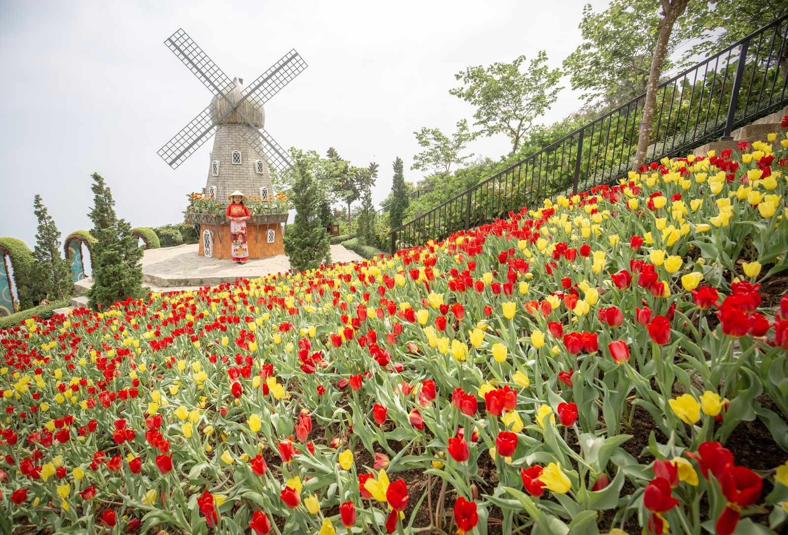 Tulips bloom on the summit of Ba Den Mountain.