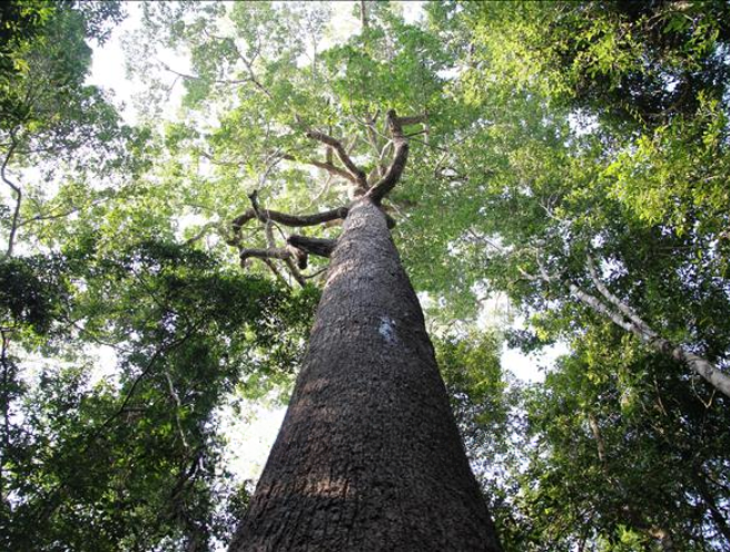 Những cây cổ thụ cao sừng sững trong vườn quốc gia.