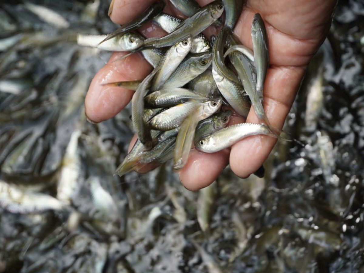 Nguyên liệu cá nhỏ vừa bắt lên và được sơ chế sạch để làm mắm. 