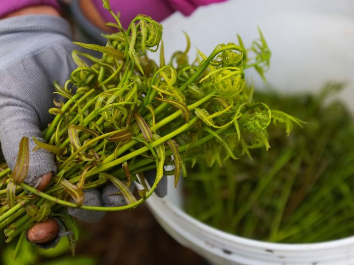 Wild vegetables of Tay Ninh are naturally harvested, from the mountains carrying a distinctive flavor.