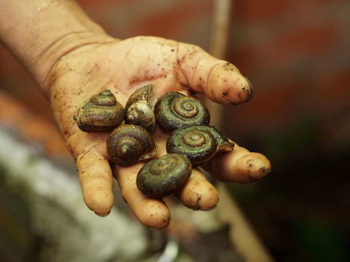 The rainy season is the time to gather Tay Ninh mountain snails from rock crevices and tree roots.