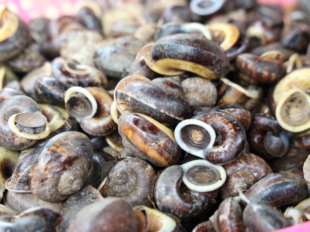 The price of Tay Ninh mountain snails is high due to their scarcity and unique flavor.
