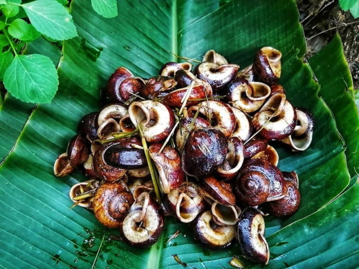 Mountain snails of Tay Ninh only live in the Ba Den Mountain area.