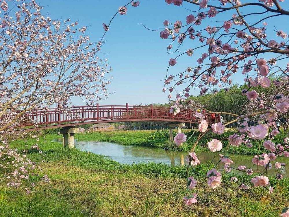 Thủy Hoa Viên nổi bật với khung cảnh “đẹp như Hàn” vào mùa xuân.