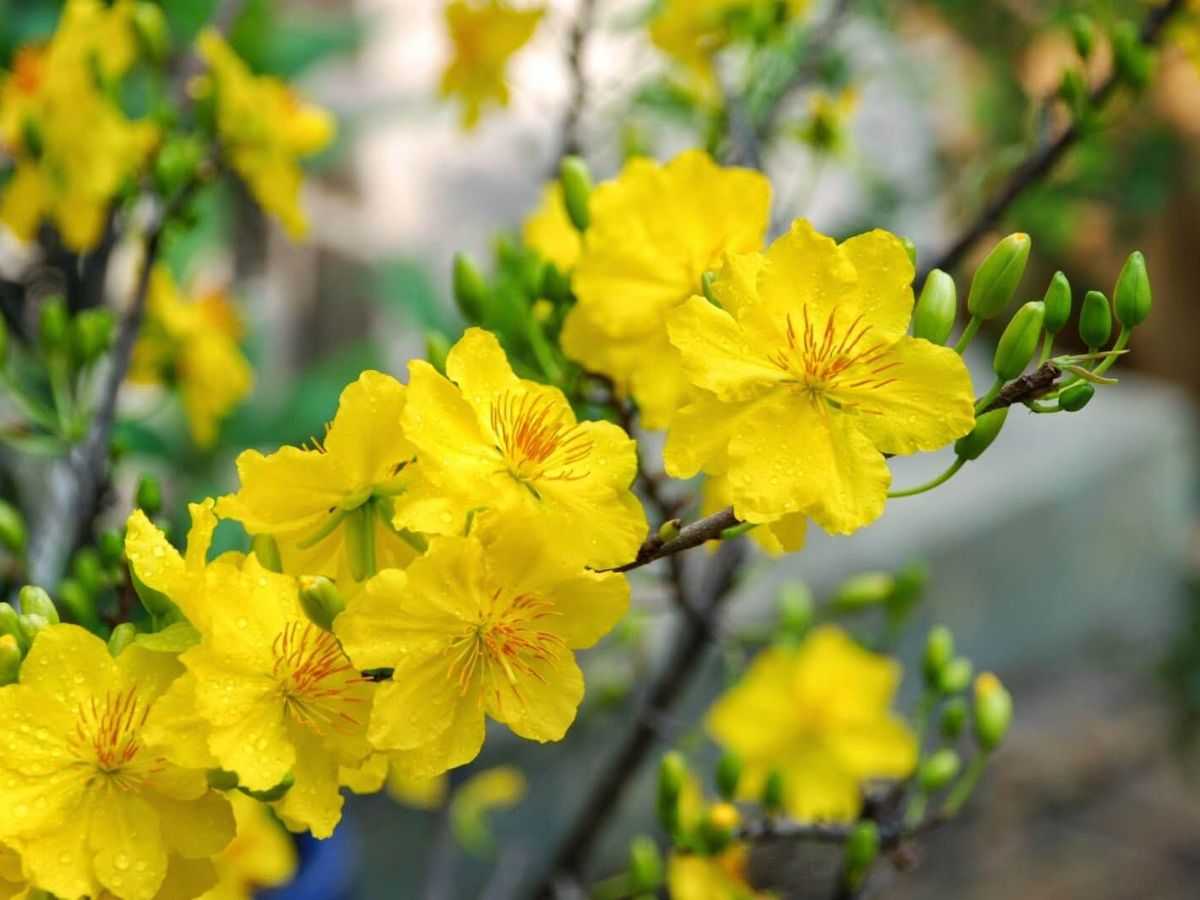 Không khí Tết Nam Bộ giản dị, không nặng hình thức.