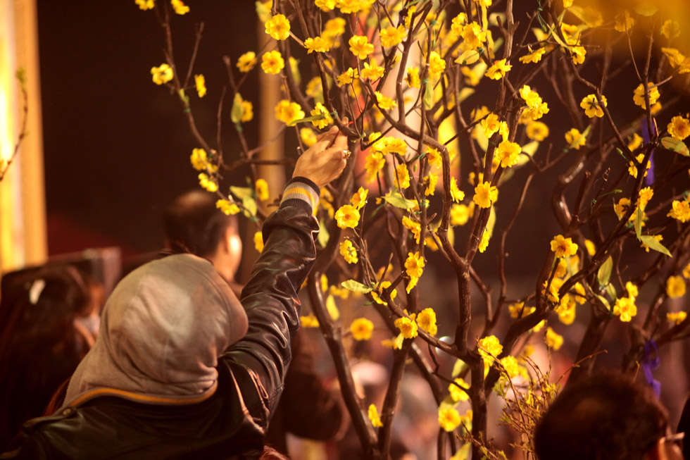 Hái lộc được nhiều người Việt tin rằng sẽ mang lại may mắn.