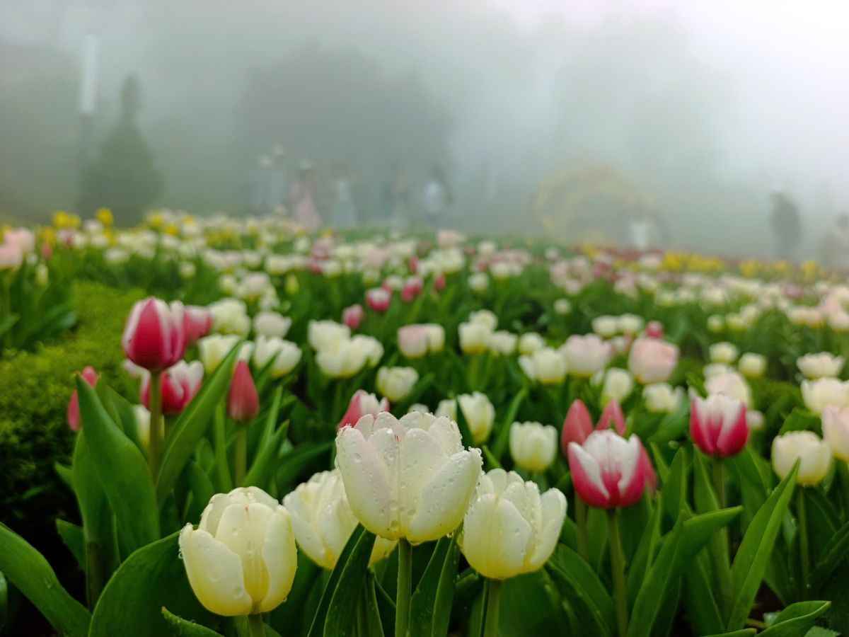 Thời tiết sương mù tạo nên khung cảnh vườn hoa mờ ảo tại Sun World Ba Den Mountain.