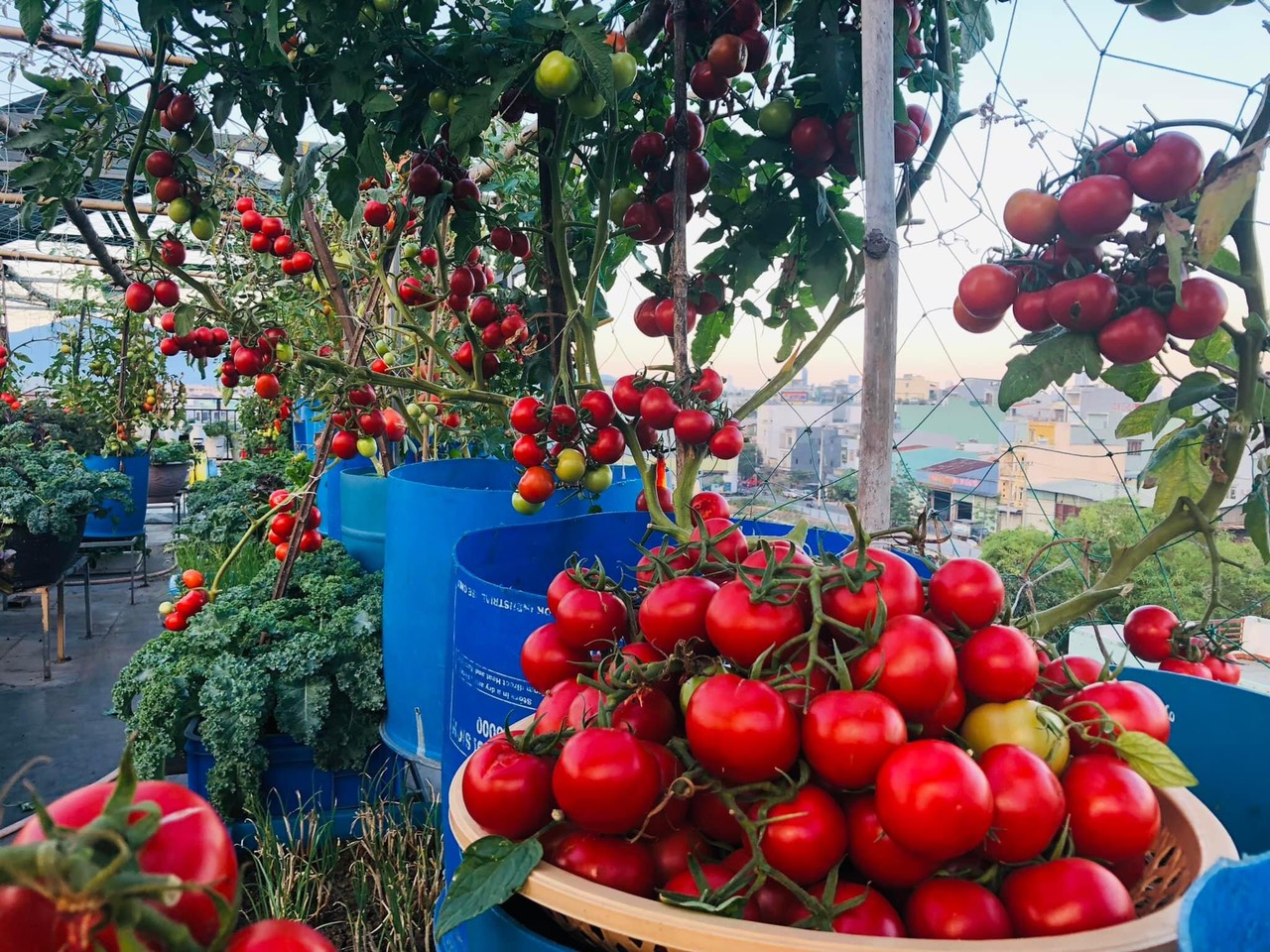 Du khách có thể thưởng thức tại vườn những vựa trái cây thơm ngon. (Nguồn: Sưu tầm)