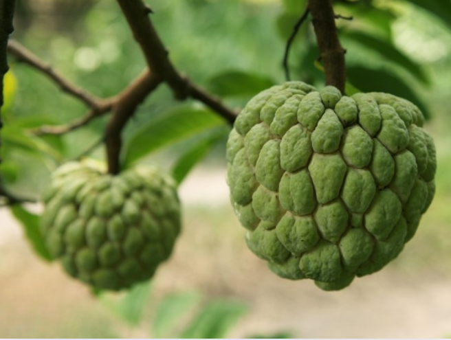 Những trái mãng cầu sai trĩu quả.