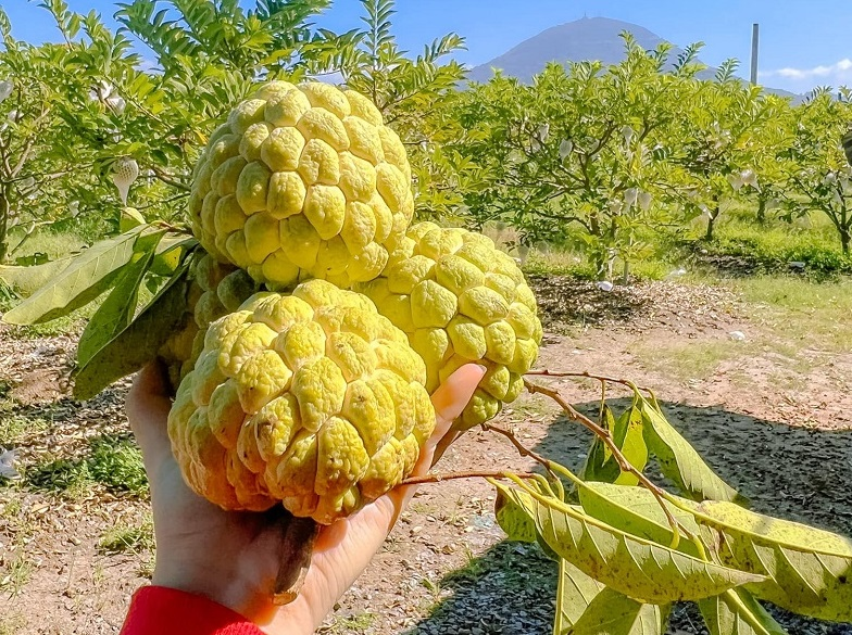 Mãng cầu Bà Đen nổi tiếng thơm ngon.