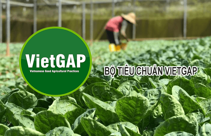 Sở hữu tiêu chuẩn VietGAP.
