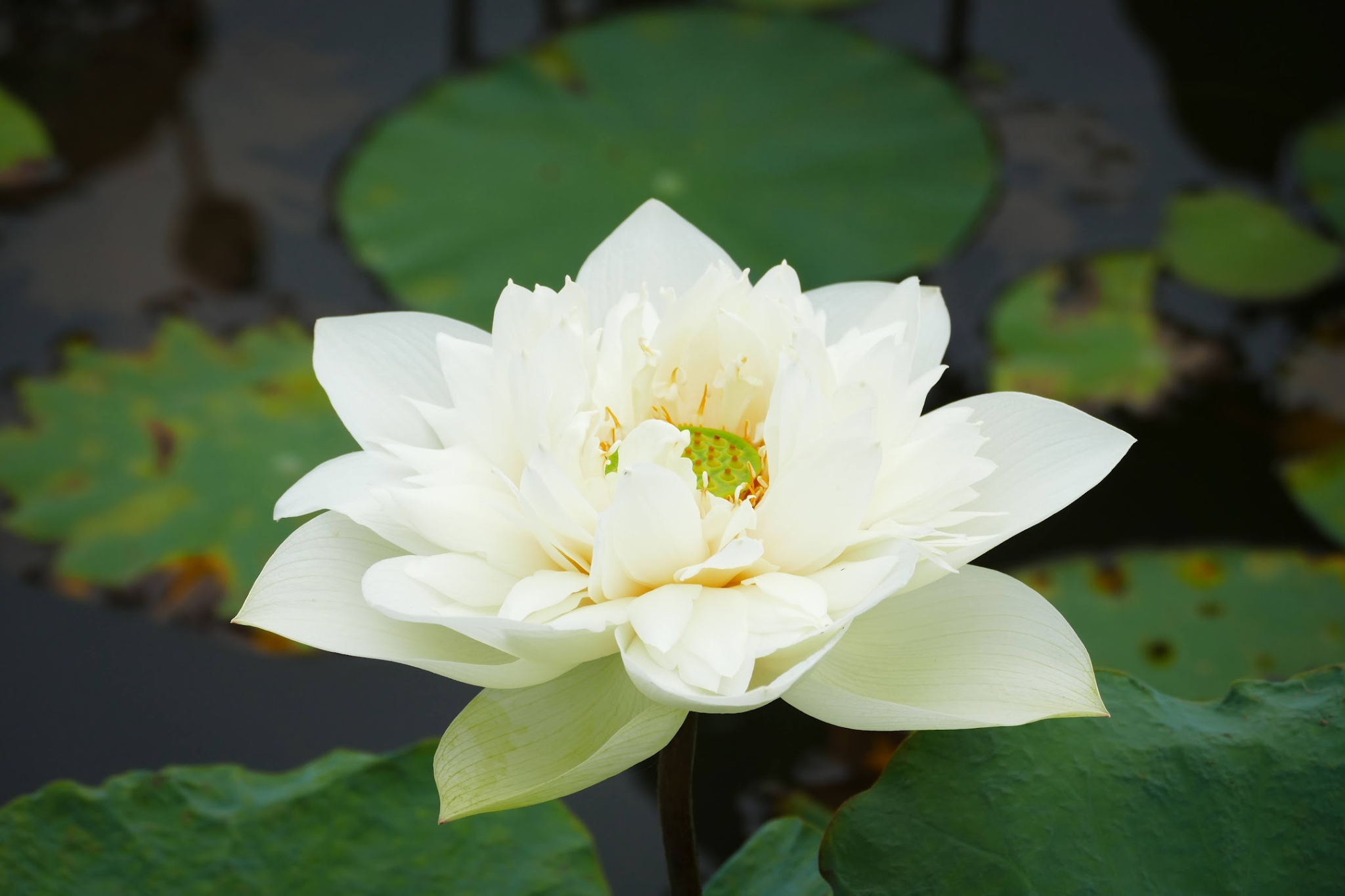 Tịch chiếu đồng thời là sự hợp nhất giữa tĩnh lặng và sáng biết, dừng vọng niệm nhưng vẫn tỉnh thức trọn vẹn trong hiện tại. (Nguồn: Sưu tầm)
