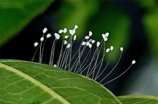 Hoa ưu đàm là loài hoa linh thiêng trong truyền thuyết Phật giáo (Nguồn: Sưu tầm)