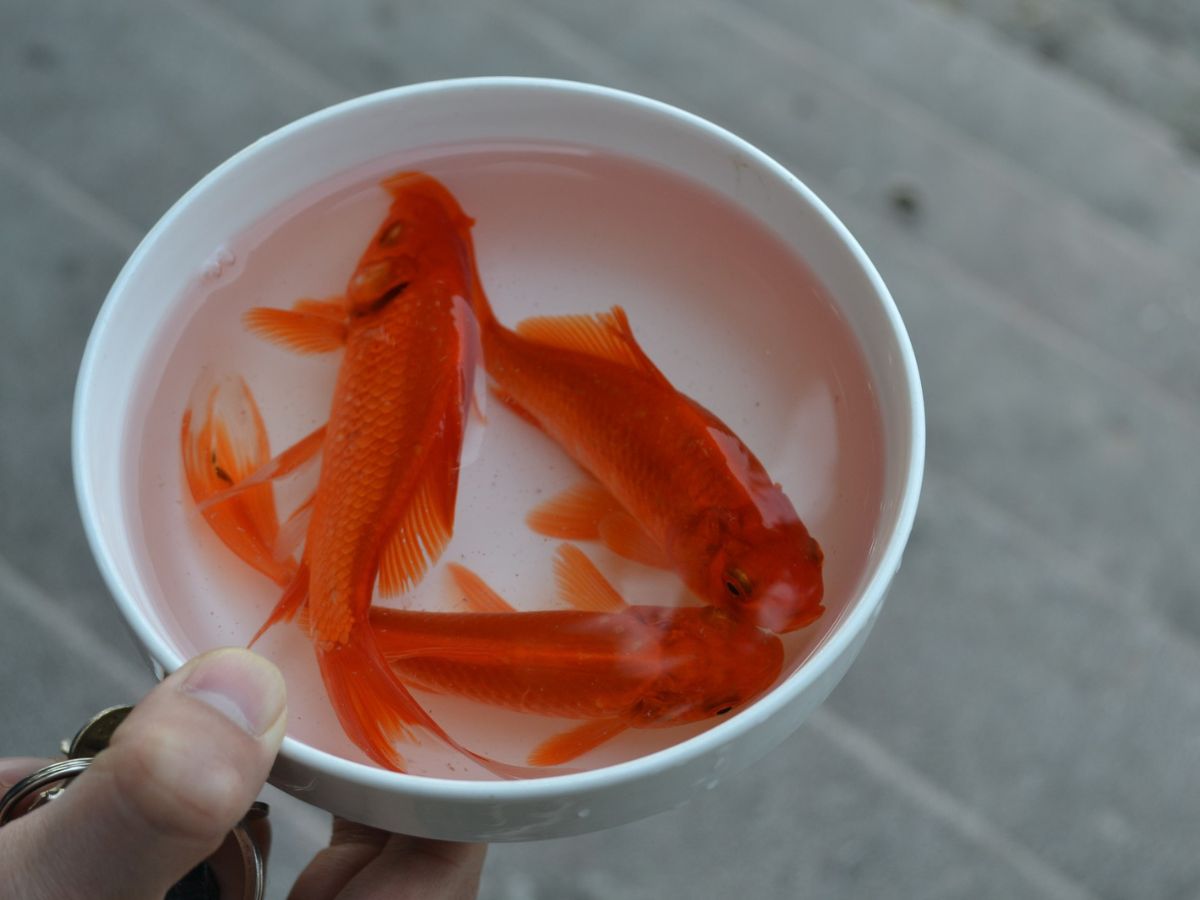 Thể hiện tinh thần nhân ái và tôn trọng sự sống. (Nguồn: Sưu tầm)