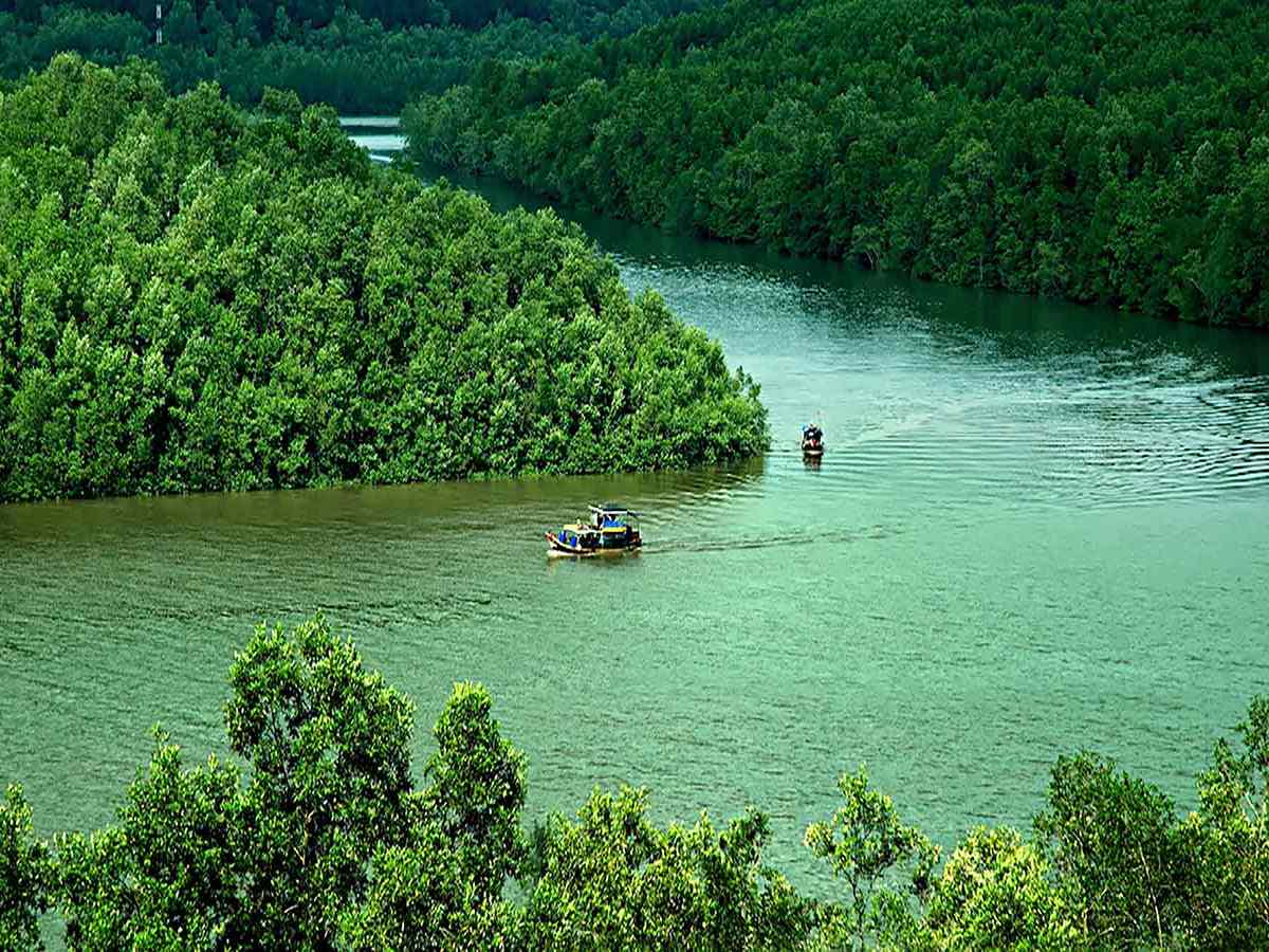 Rừng ngập mặn Cần Giờ đã được UNESCO công nhận là khu dự trữ sinh quyển thế giới từ năm 2000. (Nguồn: Sưu tầm)