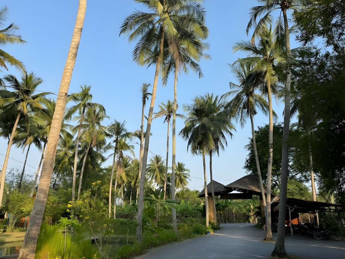 Khung cảnh miệt vườn Bến Tre với kênh rạch và hàng dừa xanh mát đặc trưng miền Tây. (Nguồn: Sưu tầm)