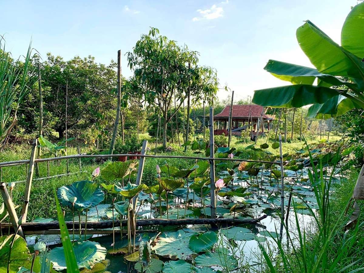 Vườn trái cây Tây Ninh với những hàng cây xanh tạo không gian chụp ảnh gần gũi thiên nhiên. (Nguồn: Sưu tầm)