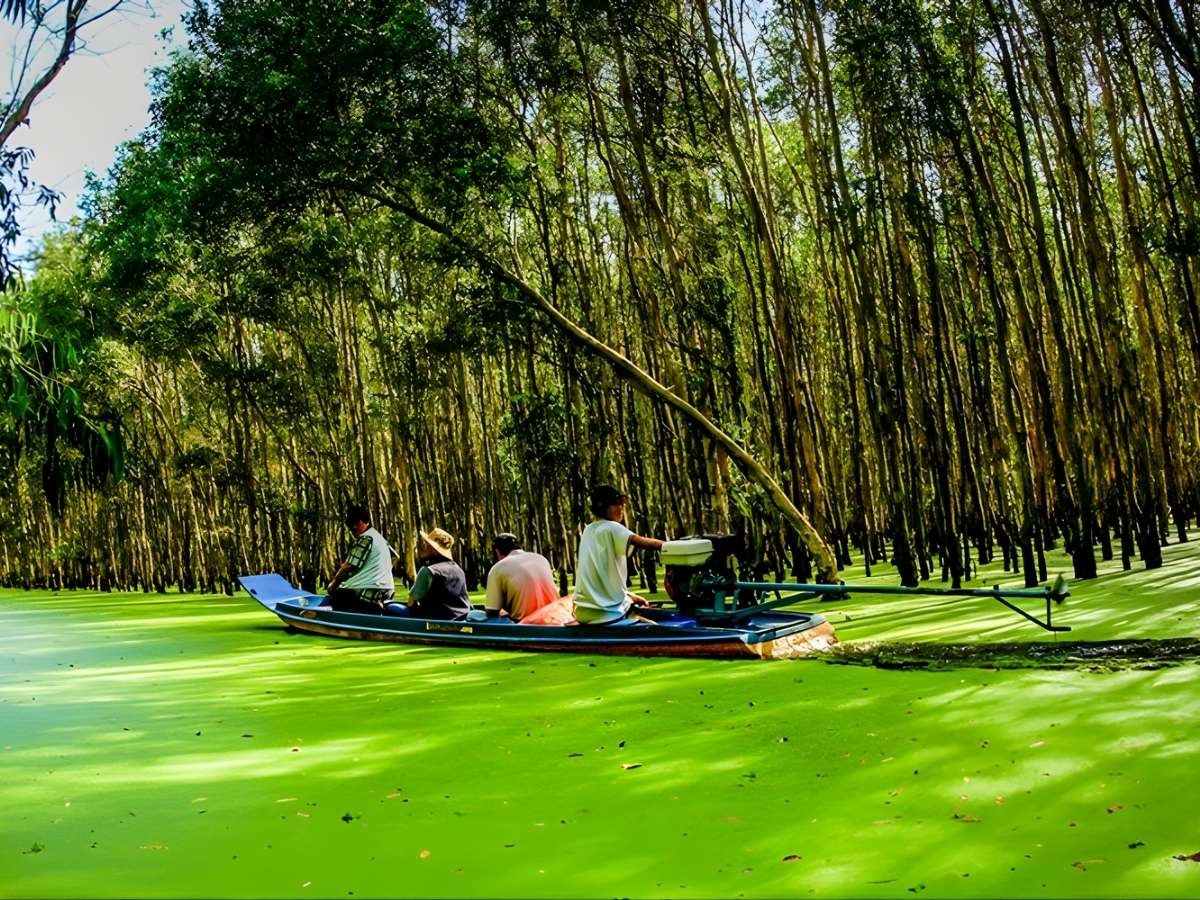 Xuồng chở du khách di chuyển giữa thảm bèo xanh trong rừng tràm Trà Sư. (Nguồn: Sưu tầm)