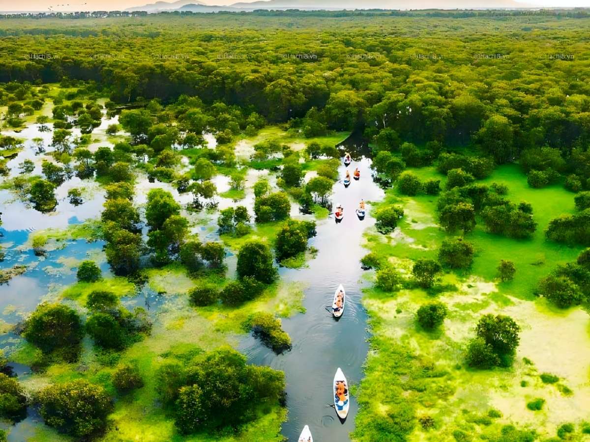 Xuồng máy di chuyển giữa rừng tràm Trà Sư với thảm thực vật xanh mướt.